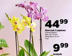 Netto Storczy 2-pędowy 12 cm oferta