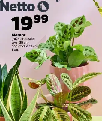 Netto Maranta doniczka 12 cm oferta