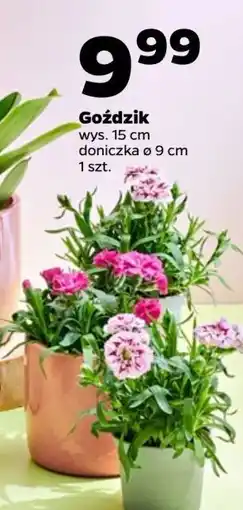 Netto Goździk don. 9 cm oferta