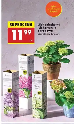 Biedronka Hortensja ogrodowa czerwona Gardenic oferta