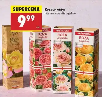 Biedronka Róża francuska oferta