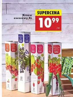 Biedronka Krzew owocowy w kartonie czerwona porzeczka xxl oferta