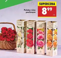 Biedronka Róża pachnąca oferta