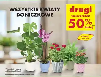 Biedronka Kwiaty doniczkowe oferta