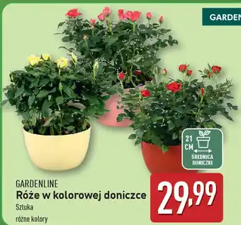 ALDI GARDENLINE Róże w kolorowej doniczce oferta