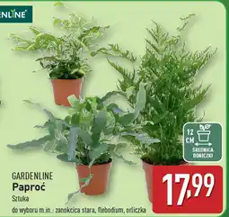 ALDI GARDENLINE Paproć oferta