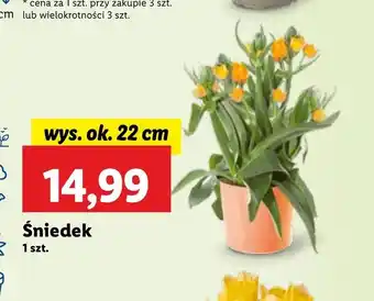 Lidl Śniedek Ok oferta