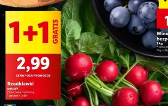 Lidl Rzodkiewka oferta