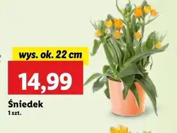 Lidl Śniedek 22 cm oferta