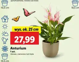 Lidl Anturium białe don. 10.5 cm oferta