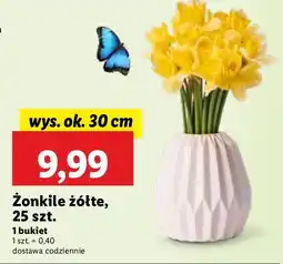 Lidl Żonkile oferta