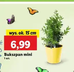 Lidl Bukszpan mini 15 cm oferta