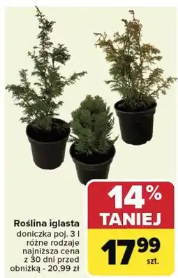 Carrefour Roślina iglasta 3 l oferta