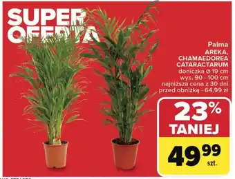 Carrefour Palma chamaedorea don. 19 cm oferta