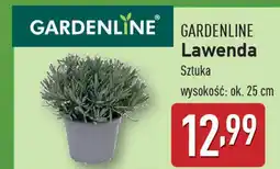 ALDI GARDENLINE Lawenda oferta