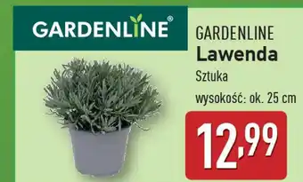 ALDI GARDENLINE Lawenda oferta