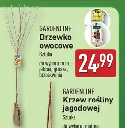 ALDI GARDENLINE Drzewko owocowe oferta