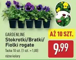 ALDI GARDENLINE Stokrotki/Bratki/ Fiołki rogate oferta