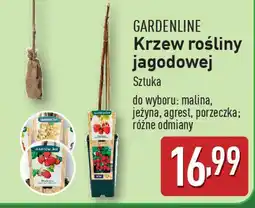 ALDI GARDENLINE Krzew rośliny jagodowej oferta