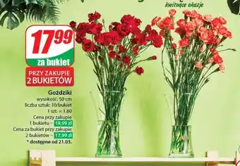 Dino Bukiet oferta