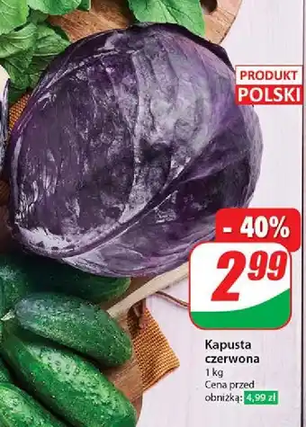 Dino Kapusta czerwona polska oferta