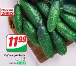 Dino Ogórek gruntowy oferta