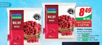 Dino Maliny Mroźny Ogród oferta