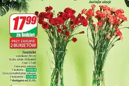 Dino Goździki bukiet oferta