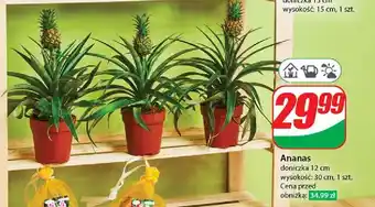 Dino Ananas don 12 cm oferta