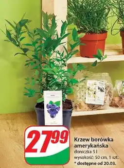 Dino Borówka amerykańska don. 5 l oferta