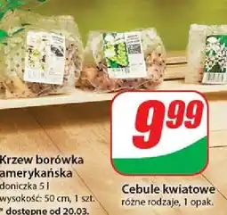 Dino Cebule kwiatowe oferta