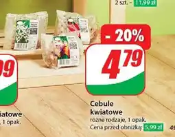 Dino Cebule kwiatowe oferta