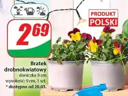 Dino Bratek drobnokwiatowy 9 cm oferta