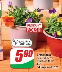 Dino Bratek trio 12 cm oferta