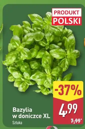 ALDI Bazylia w doniczce Polski oferta