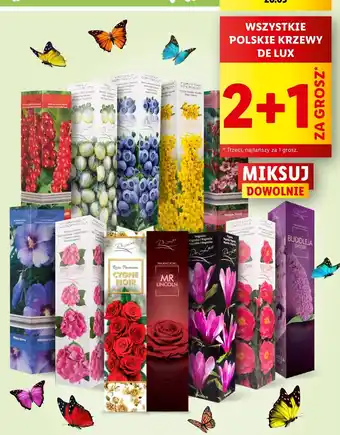 Lidl Czerwona porzeczka w kartonie oferta