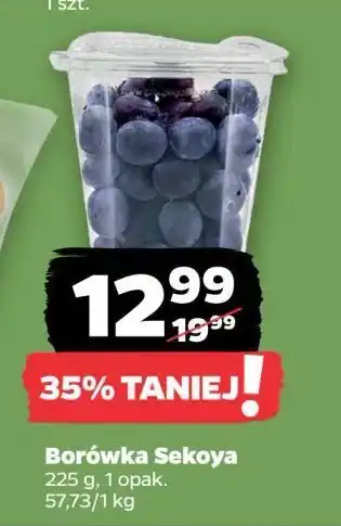 Netto Borówka sekoya oferta