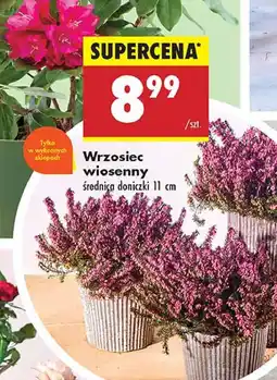 Biedronka Wrzosiec wiosenny oferta