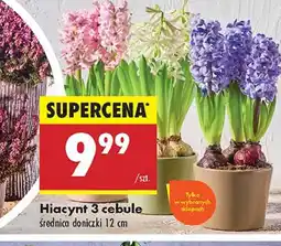 Biedronka Hiacynt 3 cebule oferta