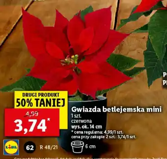 Lidl Gwiazda betlejemska mini wys. 14 cm 1 SZT oferta