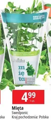 E.Leclerc Mięta Baziółka oferta