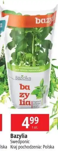 E.Leclerc Bazylia Baziółka oferta