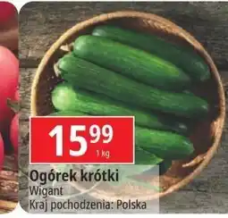 E.Leclerc Ogórek krótki oferta