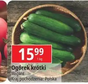 E.Leclerc Ogórek krótki oferta