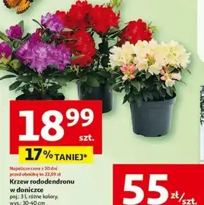 Auchan Krzew oferta