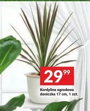 Twój Market Kwiat oferta