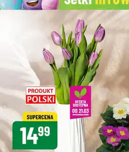 Polomarket Tulipany oferta