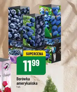 Polomarket Borówka amerykańska oferta