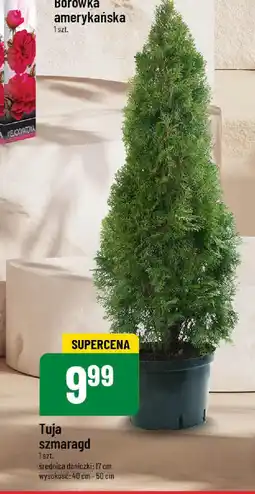 Polomarket Tuja szmaragd oferta