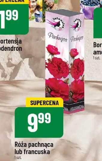 Polomarket Róża pachnąca lub francuska oferta